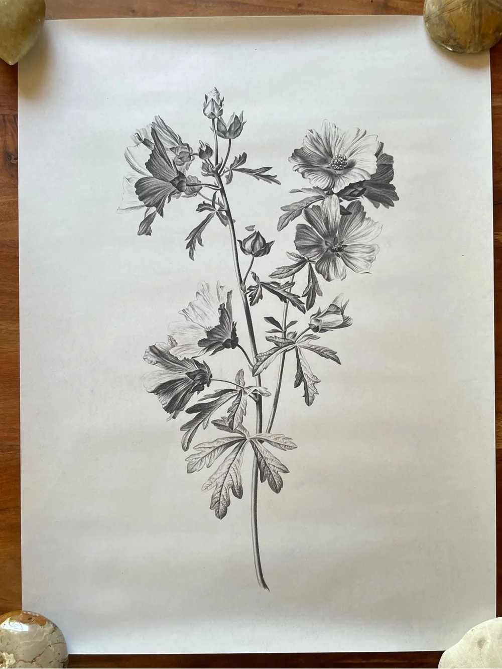 Large Botanical Floral Wall Art Print Illustration in Black and White